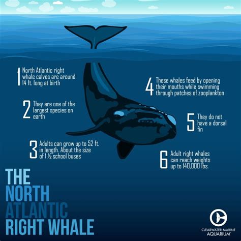 north atlantic right whale diet
